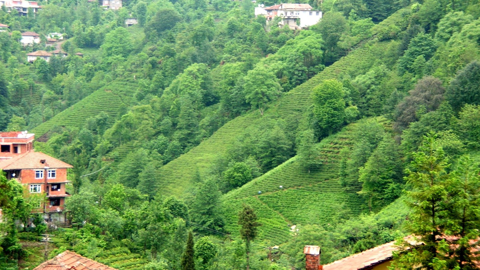 Steep green hillsides planted with tea, with houses at their edges